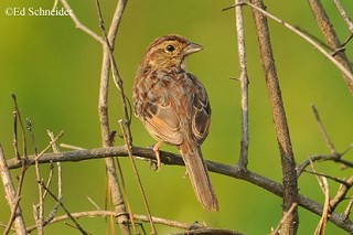 Tennessee's Watchable Wildlife