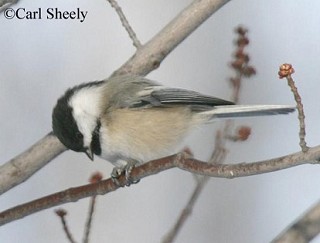 Tennessee's Watchable Wildlife