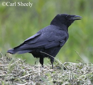 Tennessee's Watchable Wildlife