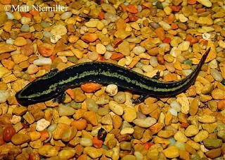 Tennessee's Watchable Wildlife