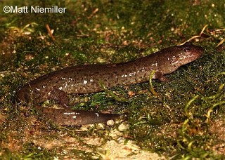 Tennessee's Watchable Wildlife