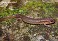 Tennessee's Watchable Wildlife