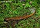Tennessee's Watchable Wildlife