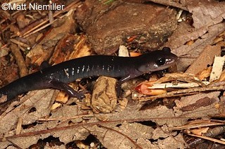 Tennessee's Watchable Wildlife