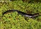 Tennessee's Watchable Wildlife