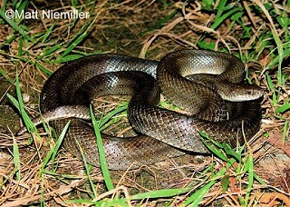 Tennessee Watchable Wildlife | Yellow-bellied Kingsnake