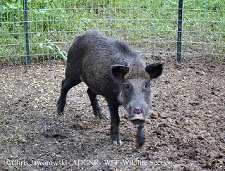 Tennessee's Watchable Wildlife