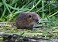Tennessee's Watchable Wildlife