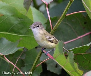 Tennessee's Watchable Wildlife