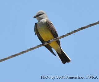 Tennessee's Watchable Wildlife
