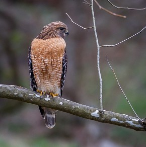 Birding Trails - Tennessee Wildlife Resource Agency | Birder Gallery