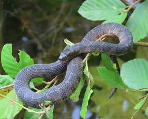 Northern Watersnake - Marty Thurman
