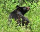 Black bear - Marty Thurman