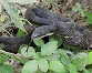 Rat snake - Marty Thurman
