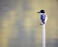 Ringed Kingfisher - Terri Pinto