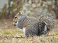 Gray Squirrel - Holly Nelson