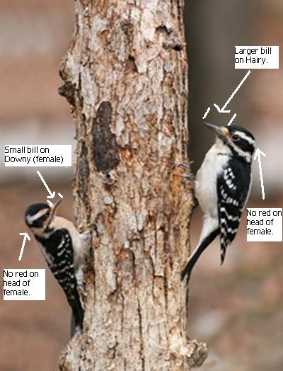 Tennessee Watchable Wildlife Downy Vs Hairy Woodpecker 