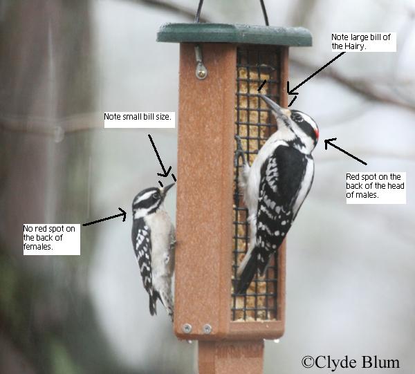 hairy woodpecker vs downy woodpecker