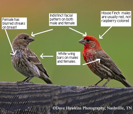 Male Vs Female Finches