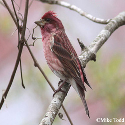Tennessee Watchable Wildlife | House vs. Purple Finch direct comparison.