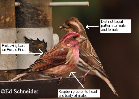 House Finches Images - Birds Finch Purple Vs Tennessee Michigan Female ...