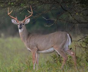 White-tailed deer - Shane Blythe