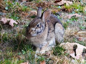Cotton-tail rabbit - Holly Nelson