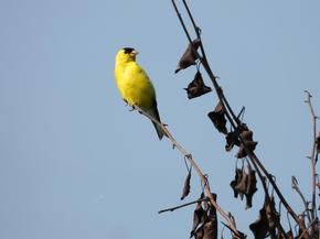 American Goldfinch - Holly Nelson
