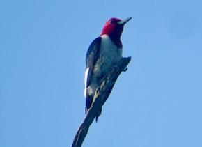 Redheaded woodpecker - Joe Brewington