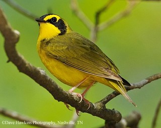 Tennessee Watchable Wildlife | Kentucky Warbler - Habitat: 1