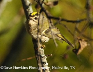 Tennessee's Watchable Wildlife