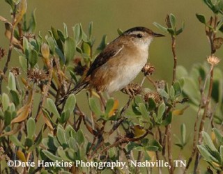 Tennessee's Watchable Wildlife