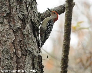 Tennessee's Watchable Wildlife