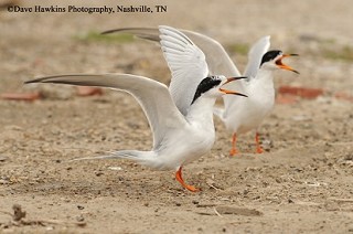 Tennessee's Watchable Wildlife