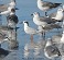 Tennessee's Watchable Wildlife