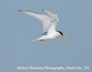 Tennessee's Watchable Wildlife