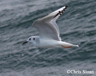 Tennessee's Watchable Wildlife