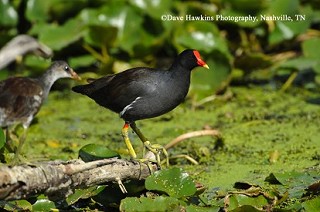 Tennessee's Watchable Wildlife