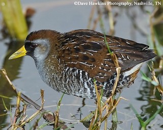 Tennessee's Watchable Wildlife