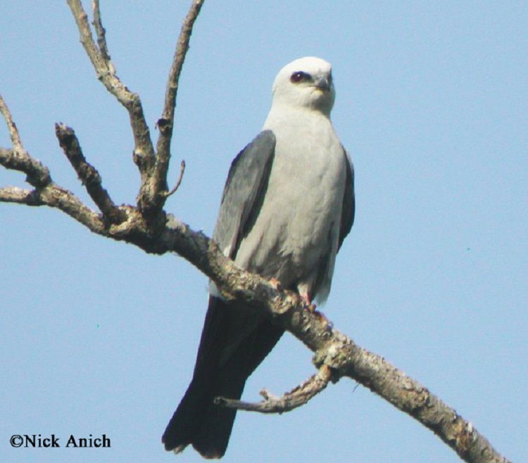 mississippi kite male and female differences