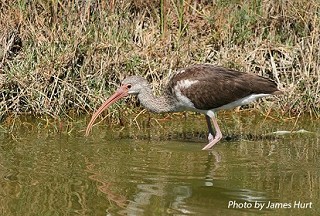 Tennessee's Watchable Wildlife