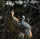 Tennessee's Watchable Wildlife