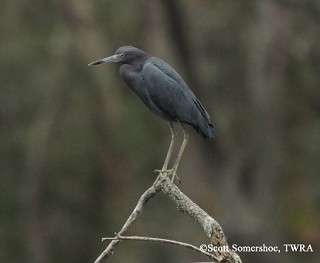 Tennessee's Watchable Wildlife
