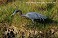 Tennessee's Watchable Wildlife