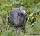 Tennessee's Watchable Wildlife