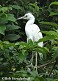 Tennessee's Watchable Wildlife
