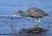 Tennessee's Watchable Wildlife