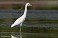 Tennessee's Watchable Wildlife