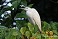 Tennessee's Watchable Wildlife