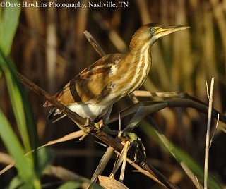 Tennessee's Watchable Wildlife